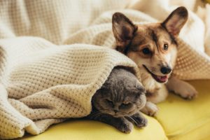 Funny Scottish Fold Cat and Welsh Corgi Dog Lying Under Blanket on Sofa laying in air conditioned comfort